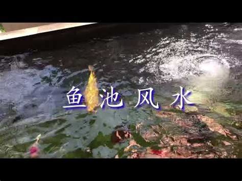 魚池風水|【魚池風水】庭園魚池風水指南：破解常見的禁忌，打造招財納福。